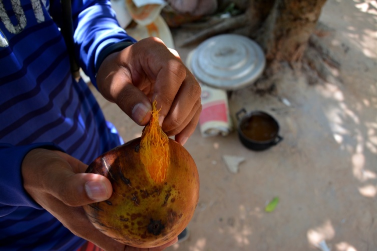A palm fruit before it is boiled and the flavors are extracted into the jelly.